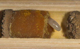Osmia cornuta - weibliche Zelle