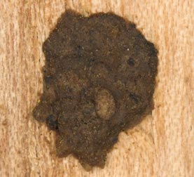 Osmia florisomnis Nestverschlu&szlig;