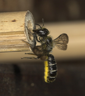 Osmia florisomnis - Weibchen vor dem Nest