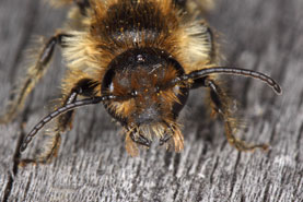 Osmia florisomnis - M&auml;nnchen frontal