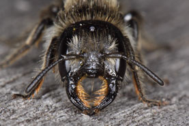 Osmia florisomnis - Weibchen frontal