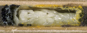 Osmia florisomnis - Ge�ffneter Kokon mit Puppe