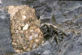 Osmia Lepeletieri Nest 01 680