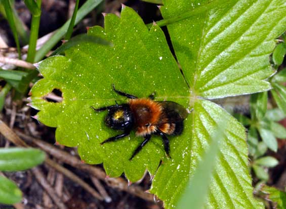 Osmia pilicornis Weibchen