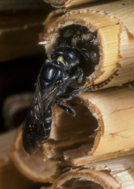 Osmia rapunculi beim Bauen des Nestverschlusses