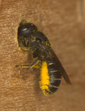 Osmia rapunculi - Weibchen an Nisthilfe