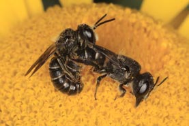 Osmia truncorum - Paarung