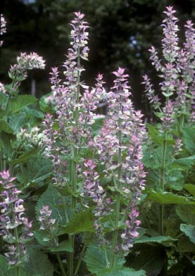 Salvia sclarea