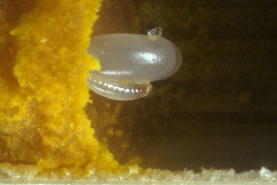 Sapyga clavicornis Larve