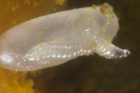 Sapyga clavicornis zwei Larven