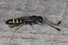 Sapyga clavicornis M&auml;nnchen