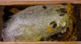 Sapyga clavicornis Puppe im Kokon
