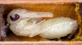Sapyga clavicornis Puppe