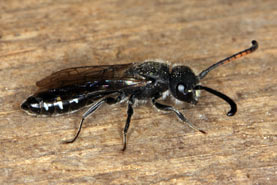 Sapyga quinquepunctata M&auml;nnchen