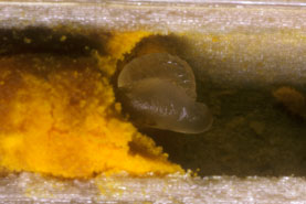 Sapygina decemguttata Larve saugt Wirtsei aus