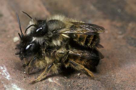 Osmia bicornis - Paarung