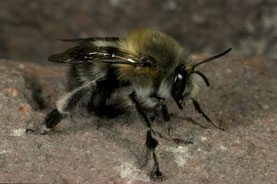 Anthophora plumipes M&auml;nnchen