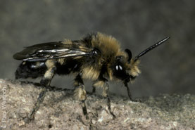 Melecta albifrons M&auml;nnchen