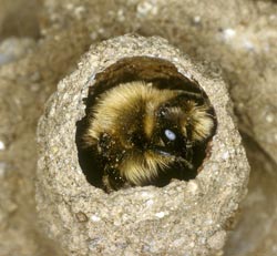 Melecta albifrons - M&auml;nnchen in Brutzelle