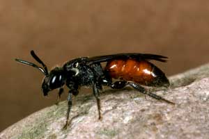 Sphecodes gibbus Weibchen