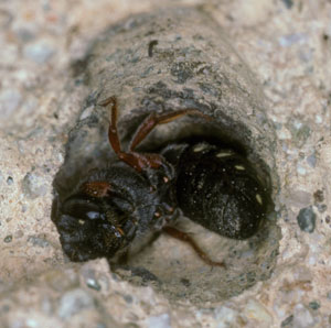 Stelis nasuta schlafend