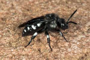 Thyreus orbatus Weibchen
