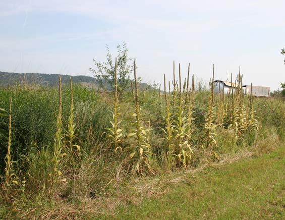 Verbascum-Bestand