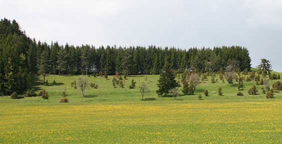 Waldrand bei Tanneck