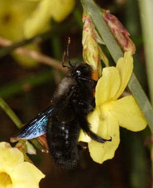 Xylocopa violacea M�nnchen an Winterjasmin