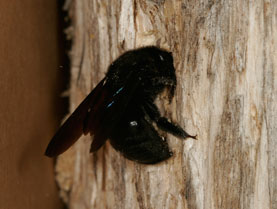 Xylocopa violacea - Nestbau