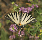 Iphiclides podalirius