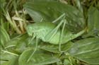 Isophya kraussi