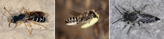 Wildbienen