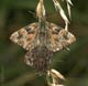 Carcharodus alcae (Malven-Dickkopffalter) � D, Weinheim 13. Juni 2007