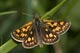 Carterocephalus palaemon (Gelbw�rfeliger Dickkopffalter) � D, Trailfingen 12. Mai 2007