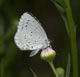 Celastrina argiolus (Faulbaum-Bl�uling), Weibchen � D, Bad Sch�nborn 13. Juni 2007