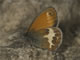 Coenonympha arcania (Wei�bindiges Wiesenv�gelchen) � D, Engstingen 22. Juni 2006
