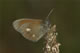 Coenonympha glycerion (Rotbraunes Wiesenv�gelchen) � D, Hayingen 20. Juni 2006