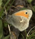 Coenonympha pamphilus (Kleines Wiesenv�gelchen) � D, Hayingen 24. Mai 2006