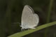 Cupido minimus (Zwerg-Bl�uling), Weibchen � D, Hayingen 20. Juni 2006