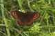 Erebia ligea (Wei�bindiger Mohrenfalter) � D, Trailfingen 11. Juli 2007