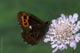 Erebia ligea (Wei�bindiger Mohrenfalter) � D, Trailfingen 14. Juli 2007