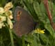 Erebia medusa (Rundaugen-Mohrenfalter) � D, Hayingen 9. Juni 2006