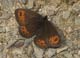 Erebia meolans (Gelbbindiger Mohrenfalter) - D, Kniebis 29. Juni 2008