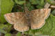 Erynnis tages (Dunkler Dickkopffalter) � D, T�bingen 1. Mai 2009