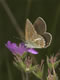 Polyommatus eumedon (Storchschnabel-Bl�uling), Weibchen � D, Engstingen 21. Juni 2006