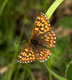 Hamearis lucina (Schl�sselblumen-W�rfelfalter) � D, M�hlen am Neckar, 12. Mai 2008