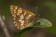 Hamearis lucina (Schl�sselblumen-W�rfelfalter) � D, M�hlen am Neckar, 12. Mai 2008