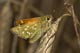 Hesperia comma (Kommafalter) � D, Hayingen 9. Augut 2006