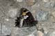 Hipparchia alcyone (Kleiner Waldportier) � I, Aosta 25. Juni 2006